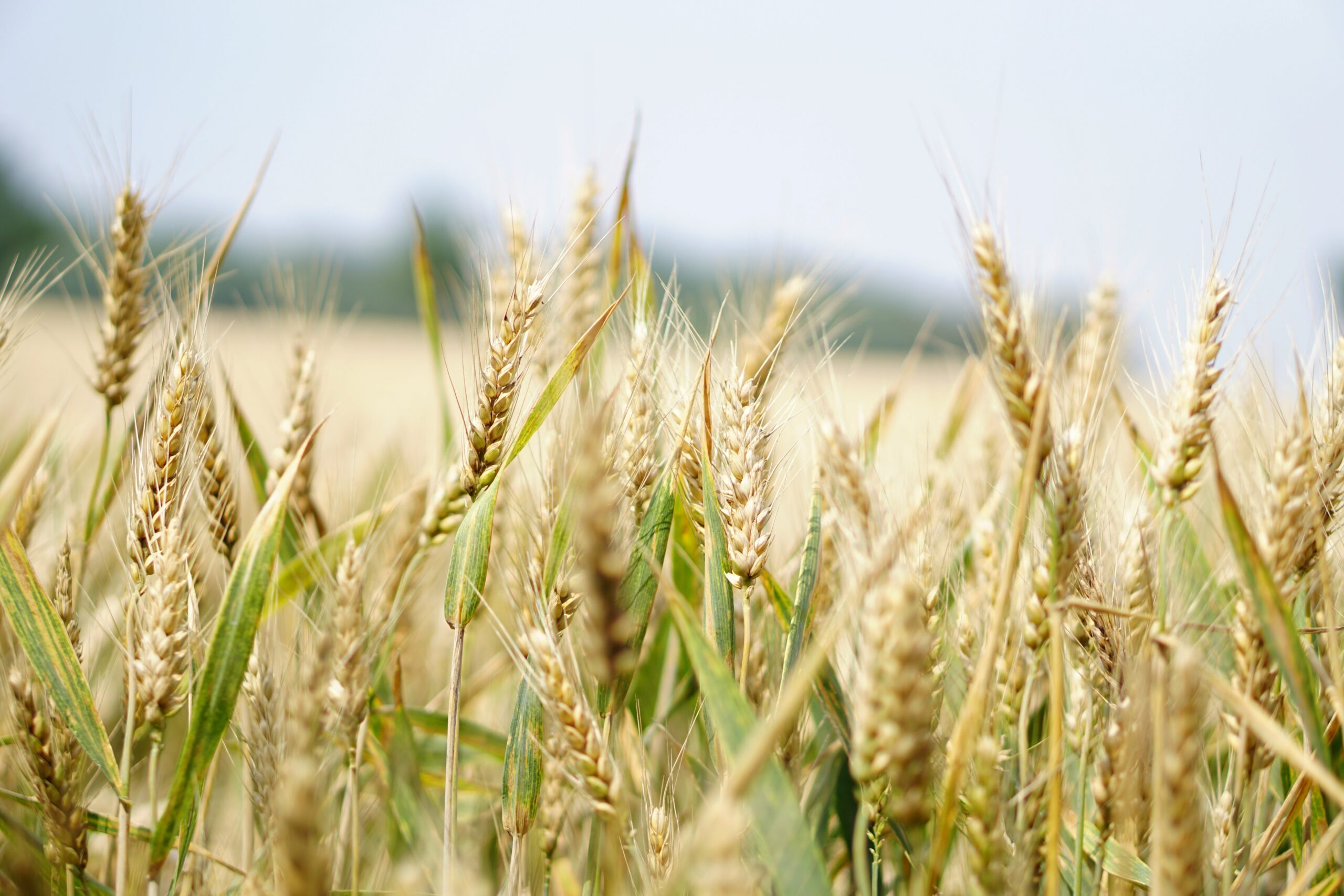 Latest Ransomware attack “Could lead to a food shortage”